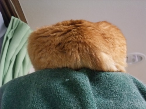 ヤンチャ＆ロッくん＆ぴぴ