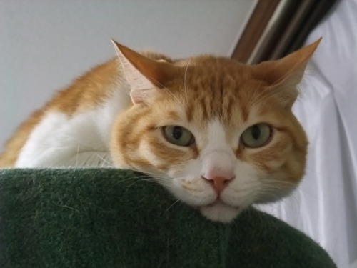 ぴぴ＆ロッくん（＆ヤンチャ）