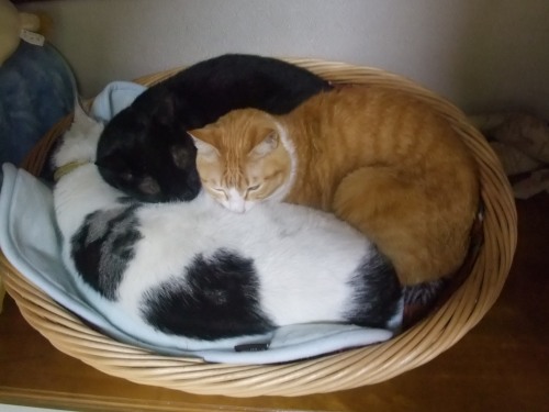 ヤンチャ＆ロッくん＆ぴぴ