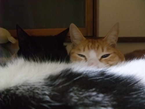 ロッくん＆ぴぴ（＆ヤンチャ）