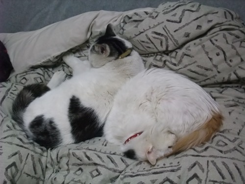 ヤンチャ＆ムク