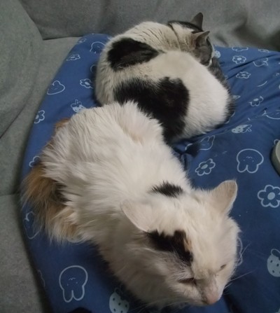 ヤンチャ＆ムク