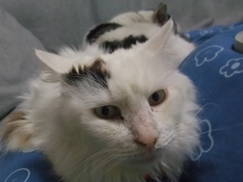 ヤンチャ＆ムク