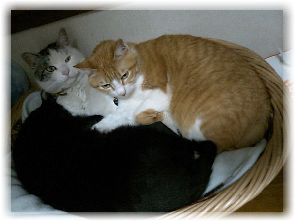 ヤンチャ＆ロッくん＆ぴぴ