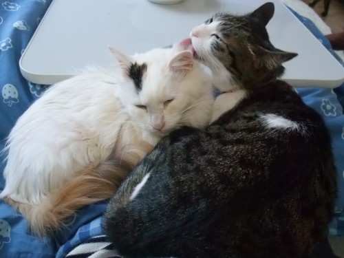 ムク＆ちゃちゃ