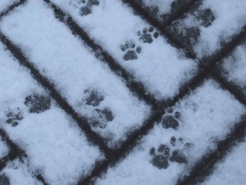 足跡（ロッくん）