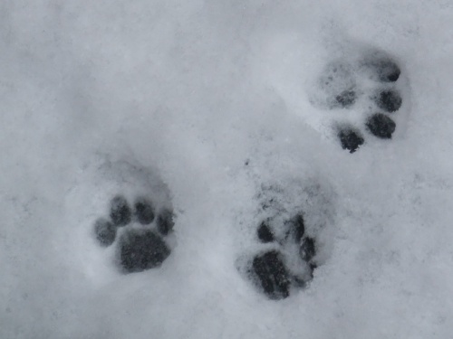 足跡（ちゃちゃ）