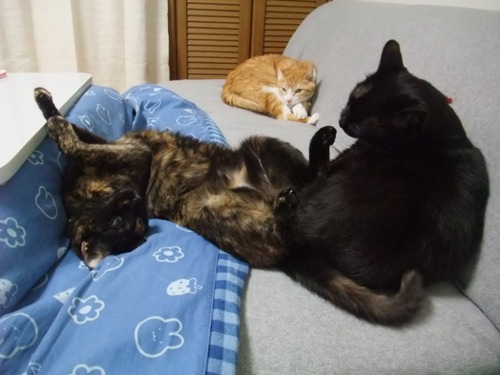 ココ＆ぴぴ＆ロッくん