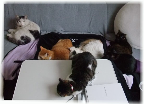 POKEにゃんファミリー