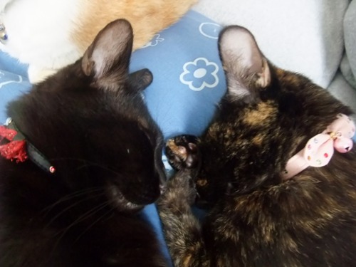 ロッくん＆ココ