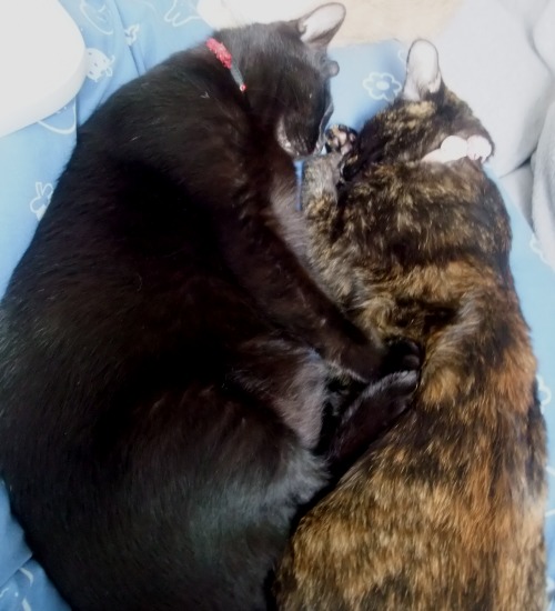 ロッくん＆ココ