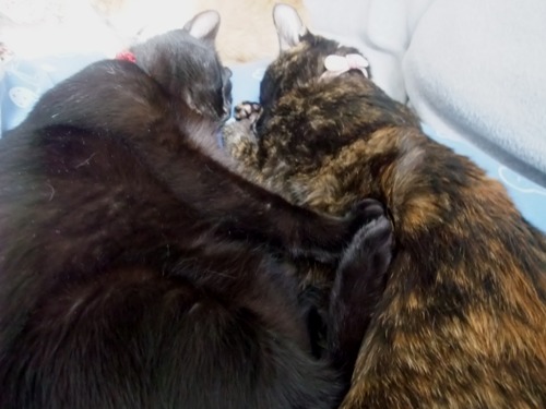 ロッくん＆ココ