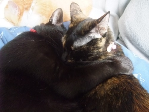 ロッくん＆ココ