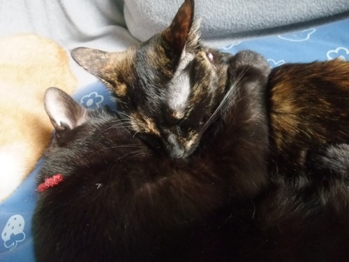 ロッくん＆ココ