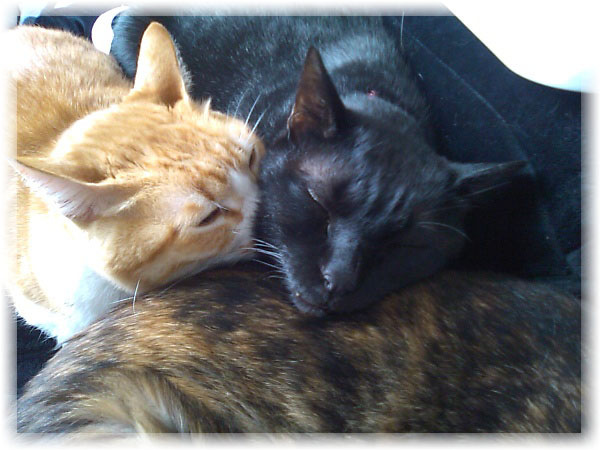 ぴぴ＆ロッくん（＆ココ）