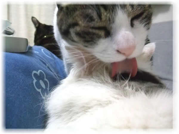 ちゃちゃ＆ムク