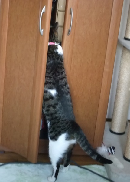 ちゃちゃ