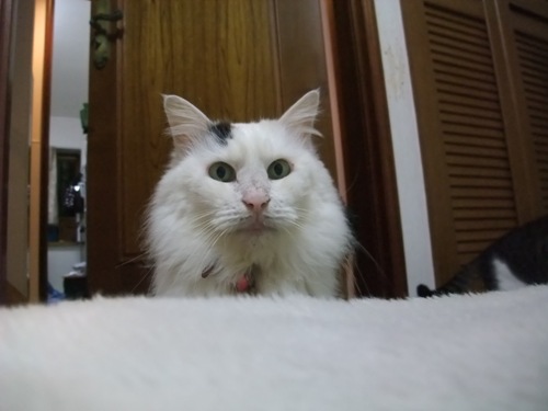 ムク