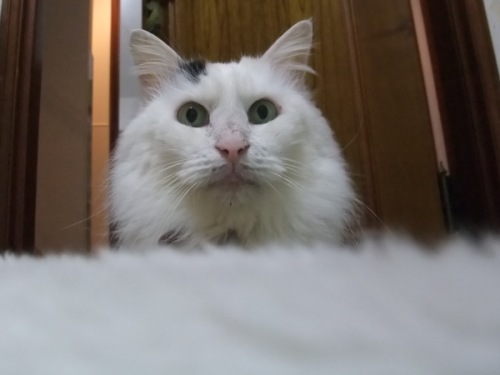 ムク