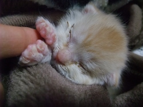 仔猫（ネコノビッチさん宅）