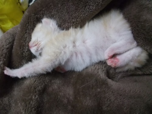 仔猫（ネコノビッチさん宅）