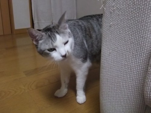 ポコ（ネコノビッチさん宅）