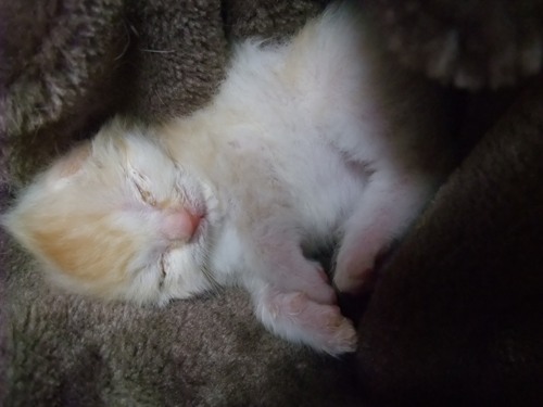 仔猫（ネコノビッチさん宅）