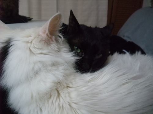 ムク＆ロッくん