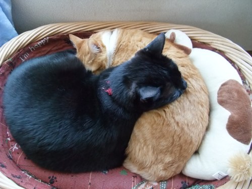 ロッくん＆ぴぴ