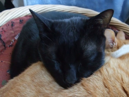 ロッくん＆ぴぴ