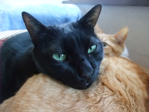 ロッくん＆ぴぴ