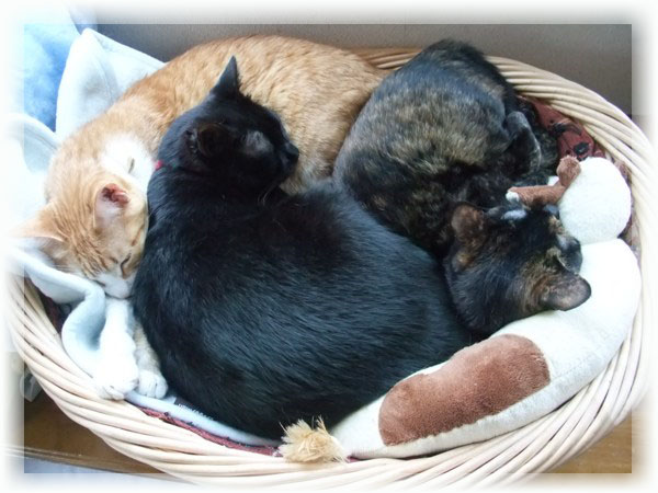 ぴぴ＆ロッくん＆ココ