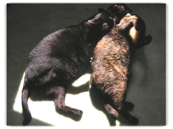 ロッくん＆ココ