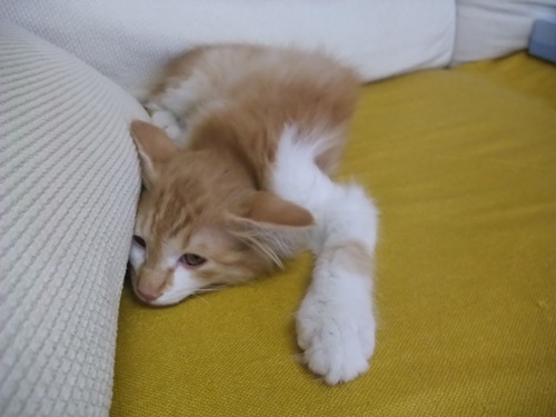 仔猫