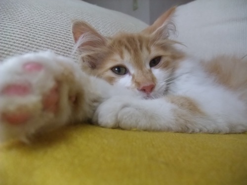 仔猫