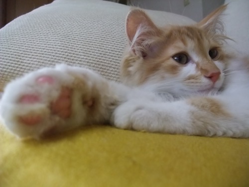 仔猫