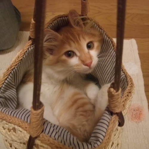 仔猫
