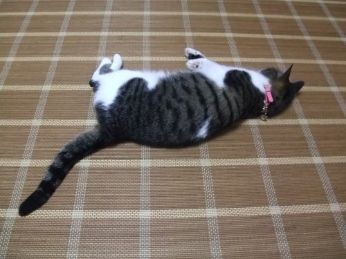ちゃちゃ