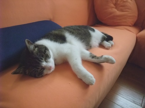 ちゃちゃ