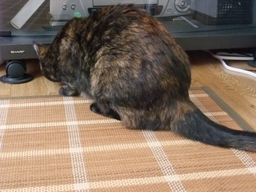 ココ