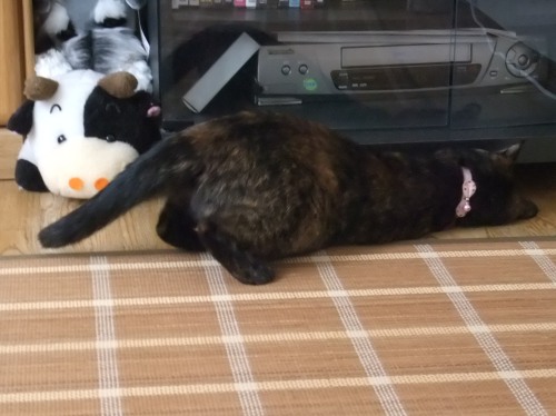 ココ