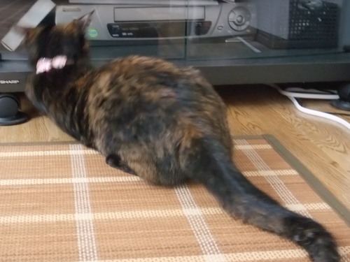 ココ