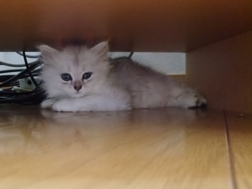 チンチラ仔猫