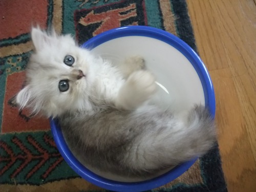 チンチラ仔猫
