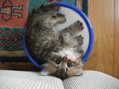 チンチラ仔猫