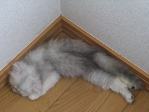 チンチラ仔猫