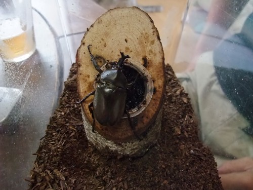 カブトムシ