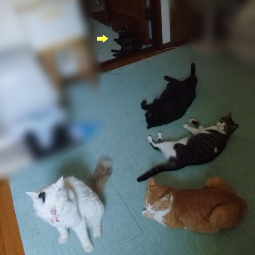 ココ＆ロッくん＆ちゃちゃ＆ぴぴ＆ムク