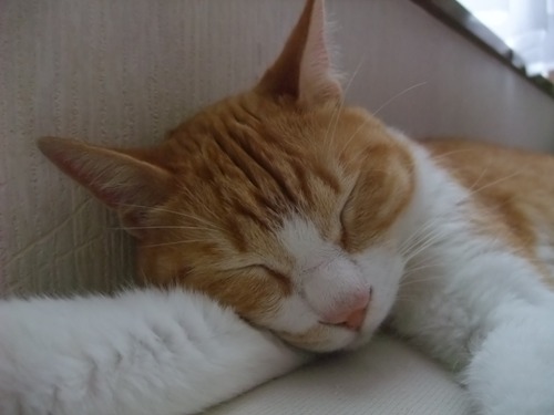 ぴぴ