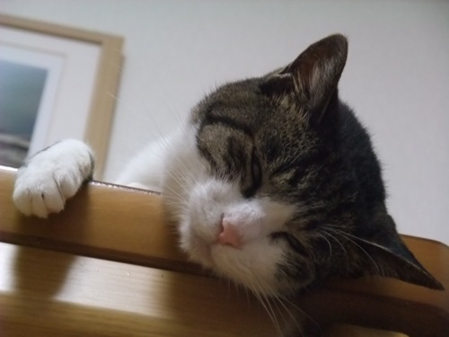 ちゃちゃ